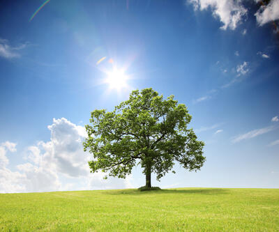 Bild vergr&ouml;&szlig;ern: Baum auf einer Wiese mit blauem Himmel und Sonnenschein.