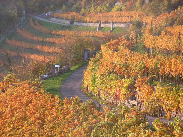 Bild vergr&ouml;&szlig;ern: Herbstbild Rothenburger Eich