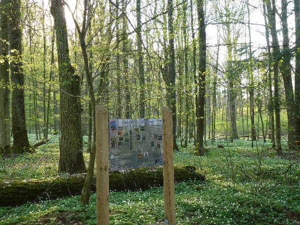 Bild vergr&ouml;&szlig;ern: Waldlehrpfad Galgenholz/Ohrenbach