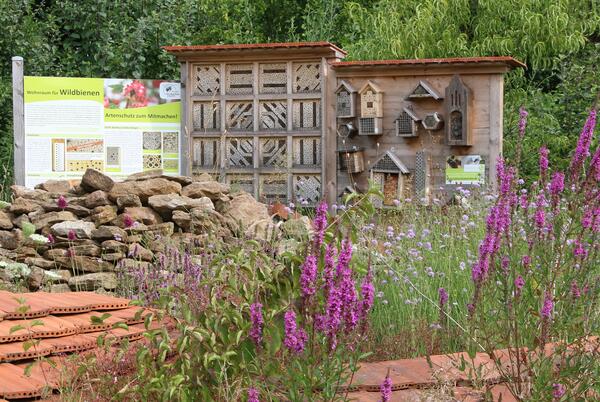 Bild vergr&ouml;&szlig;ern: Hortus Insectorum