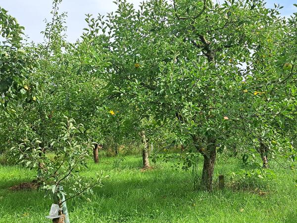 Bild vergr&ouml;&szlig;ern: Obstlehrgarten Flachslanden