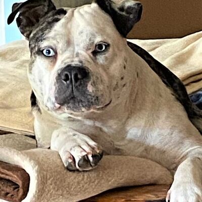 Bild von Hund mit Merle-Faktor, einer Genmutation, die zu Taubheit und Blindheit führen kann. 