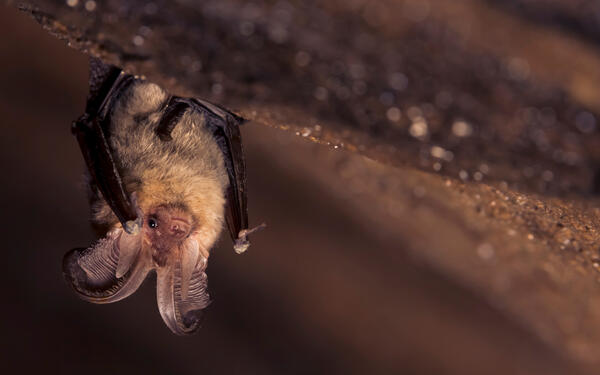 Bild vergr&ouml;&szlig;ern: Braunohrfledermaus