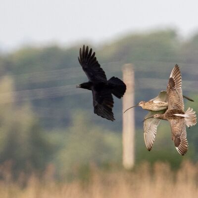 Bild vergr&ouml;&szlig;ern: Brachvogel_Fotograf_Andreas Stern
