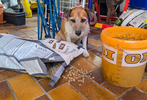 Bild vergr&ouml;&szlig;ern: LRA_hundsallein2