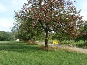 Gelbe Bänder Obstbäume Weidelbach